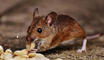 24 Hour & Emergency Exterminators in Valley Village, CA